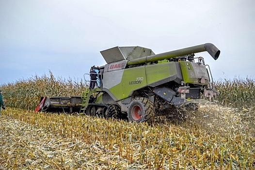 Из-за АЧС немецким фермерам грозит запрет на сбор урожая