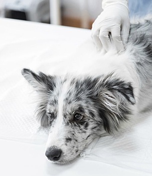 Новосибирское Заксобрание одобрило закон об умерщвлении агрессивных безнадзорных собак