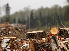 Во Владимирской области прокуроры и полиция ищут черного лесоруба