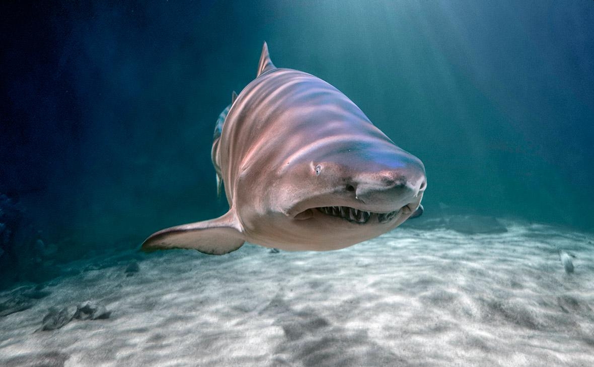 Акула растерзала серфера в Сиднее