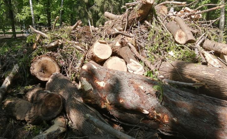В администрации г. Курска сообщили, что хотят спилить не 104, а 78 деревьев в парке Героев Гражданской войны