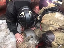 Спасатели из Бутова откачали собаку и кошку, пострадавших при пожаре в Подольске