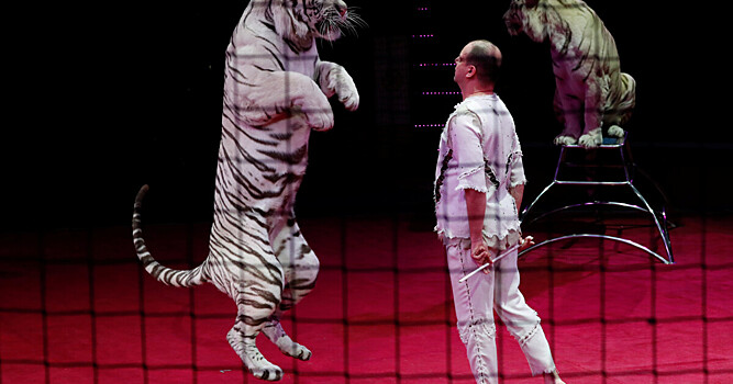 Тигр напал на дрессировщика во время представления в Китае