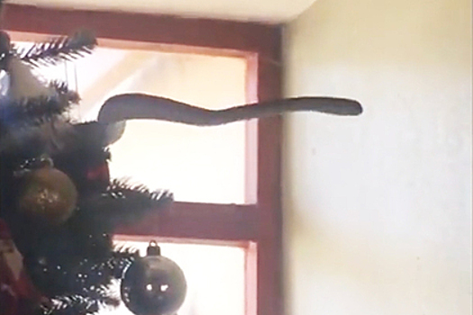 Смертельно ядовитый бумсланг притаился в ветвях рождественской ели