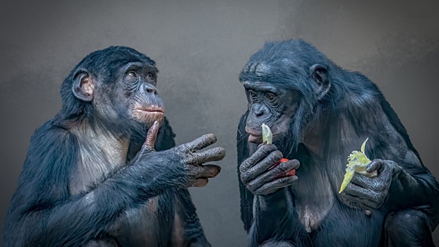 Шимпанзе оказались дальновиднее людей в управлении ресурсами