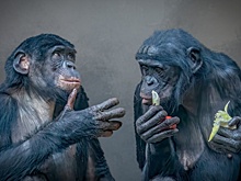 Шимпанзе оказались дальновиднее людей в управлении ресурсами