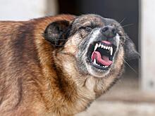 Скользкая статья: Крым терроризируют бродячие псы, но зоозащиту возбуждает совсем другое