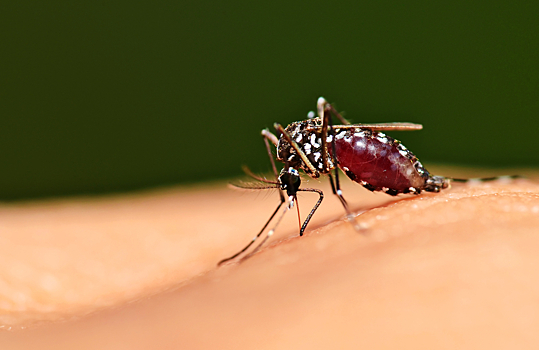 Россияне боятся заразиться ВИЧ от комаров