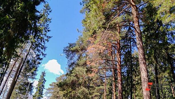 В Красноярском крае высадили почти сто тысяч хвойных деревьев