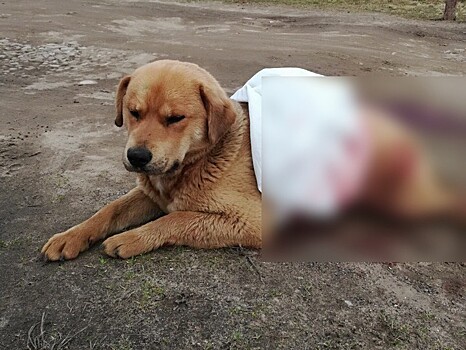 Безнаказанная жестокость: пользователи соцсетей сообщают об убитых собаках в Тверской области