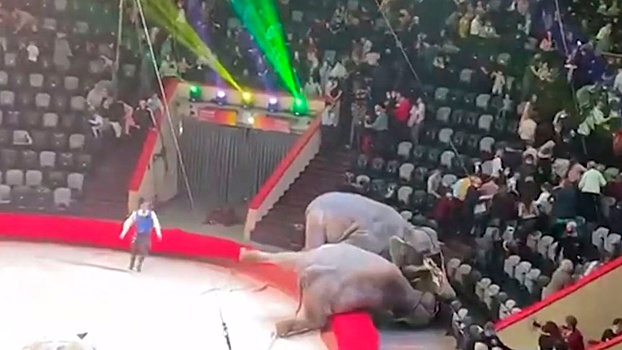 СК РФ проверит драку слонов в Казанском цирке