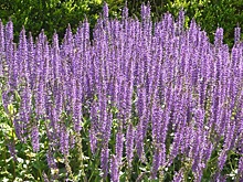 Овсюг, заразиха и мак самосейка оказались врагами государства