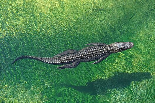В Австралии останки пропавшего без вести мужчины нашли внутри двух крокодилов