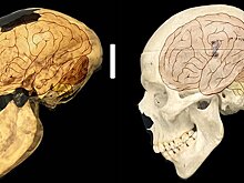 Найдена генетическая основа большого мозга людей