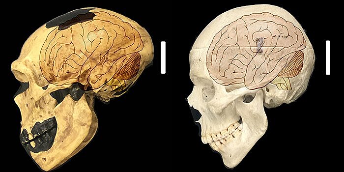 Найдена генетическая основа большого мозга людей