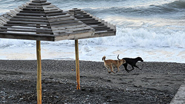 В Керчи на отлов и стерилизацию бродячих кошек и собак потратят 2,3 млн рублей