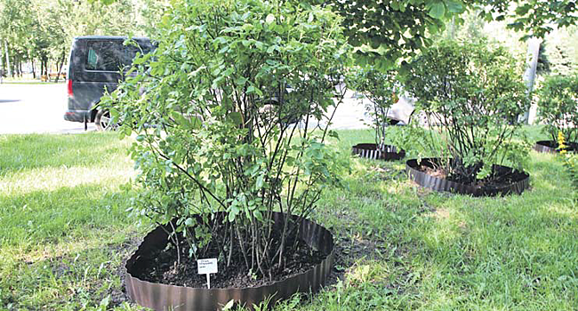 Цветы и деревья на Костромской защитили от повреждений