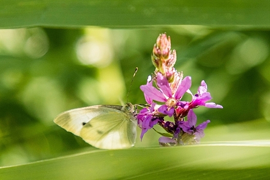 Волгоградцы смогут посетить выставку о природных парках региона