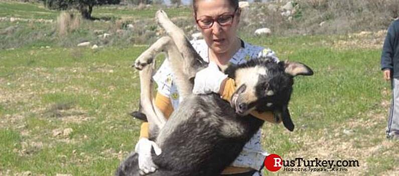 В Анталье спасли собаку, застрявшую головой в бутылке