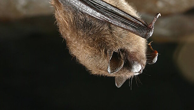 Грибок-убийца летучих мышей добрался до юга США