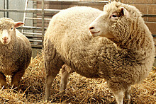 К редакции "Новой газеты" привезли овец в жилетках с надписью "Пресса"