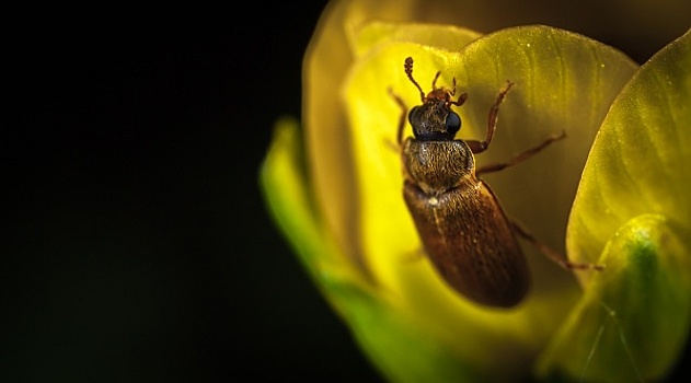 Биологи нашли ген, позволяющий людям переваривать жуков