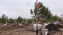 Аксенов посадил сосны вместе с крымчанами в рамках акции «Сад памяти»