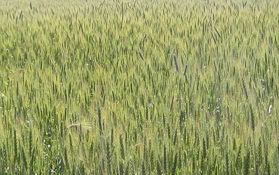 Во Владимирскую область доставили немецкие пестициды для борьбы с амбарными вредителями зерна