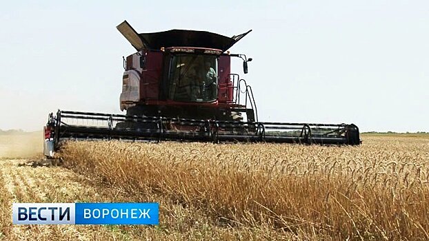 Воронежские аграрии собрали более 5 млн т зерна