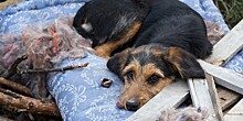 В Кабардино-Балкарии запустили проект по работе с бездомными собаками