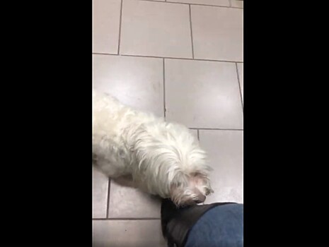 Хозяйка опубликовала видео последствий отравления изониазидом собаки в Твери