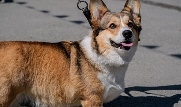 В Волгоградской области 30 питомцам разрешили выезд за рубеж