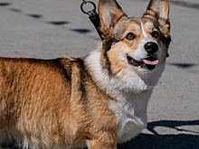 В Волгоградской области 30 питомцам разрешили выезд за рубеж