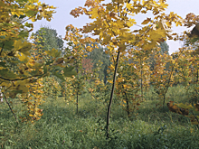 Ученые обнаружили в Москве редкие виды растений