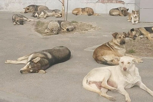 Дикие бомжи городских улиц: почему жителей атакуют бездомные собаки