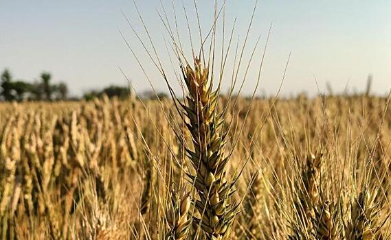 Жители Курской области приобрели на Ozon необходимые товары на сумму 400 млн рублей