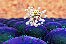 Ученые подтвердили долгий иммунитет против COVID-19 после болезни
