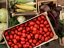 В России разработали полимерный контейнер для сохранения свежести овощей