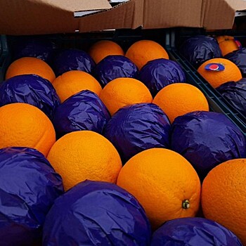 Заразные апельсины решили не уничтожать, а пустить в продажу после обработки на Кубани