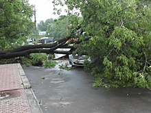 Во Владикавказе дерево насмерть придавило девушку