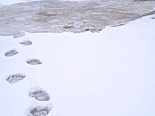 На Ямале начали выходить из спячки медведи
