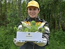 Ачинский НПЗ помог восстановлению лесов Красноярского края