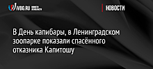 В День капибары, в Ленинградском зоопарке показали спасённого отказника Капитошу