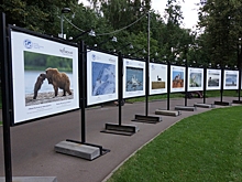 В Перовском парке проходит фотовыставка, посвящённая жизни диких животных России