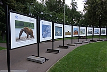 В Перовском парке проходит фотовыставка, посвящённая жизни диких животных России