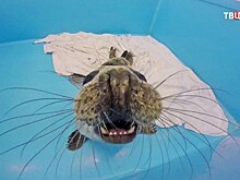 Тюленя Валдая из Центра реабилитации в Петербурге выпустят в море