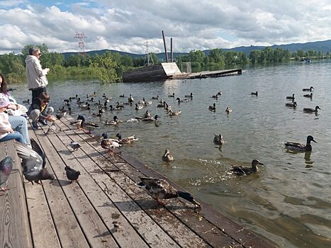 В Енисее вновь зафиксировали подъём воды