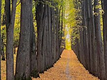 По парку усадьбы Нарышкиных-Паулуччи в Татарстане назначена повторная экспертиза