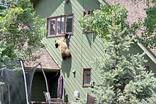В Колорадо медведь выбил в доме окно и украл свиные отбивные