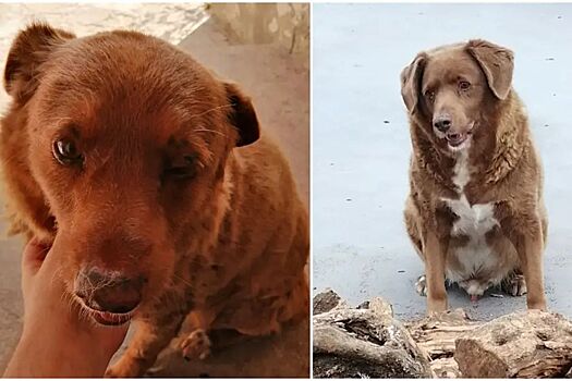 В Португалии умер самый старый в мире пёс — он прожил больше 30 лет